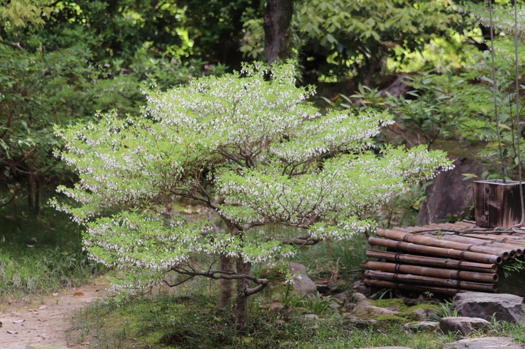 見ごろの花々(2026.4.21)