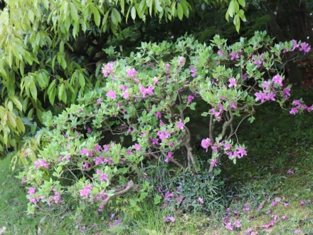 見ごろの花々(2026.4.21)