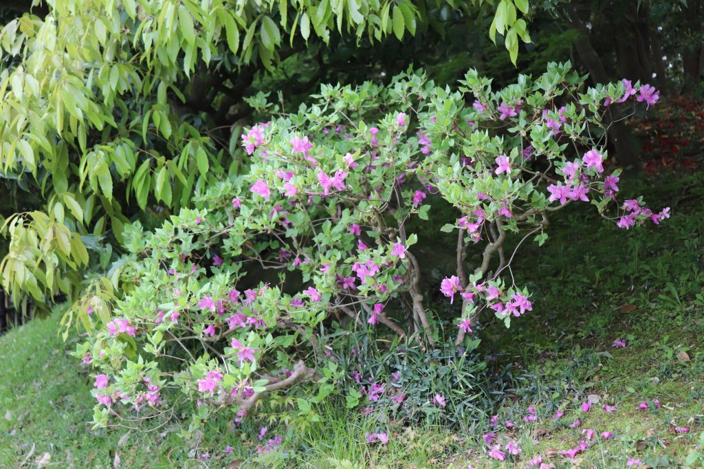 見ごろの花々(2026.4.21)