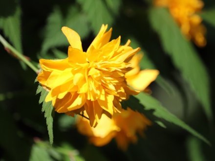 見ごろの花々(2026.4.21)