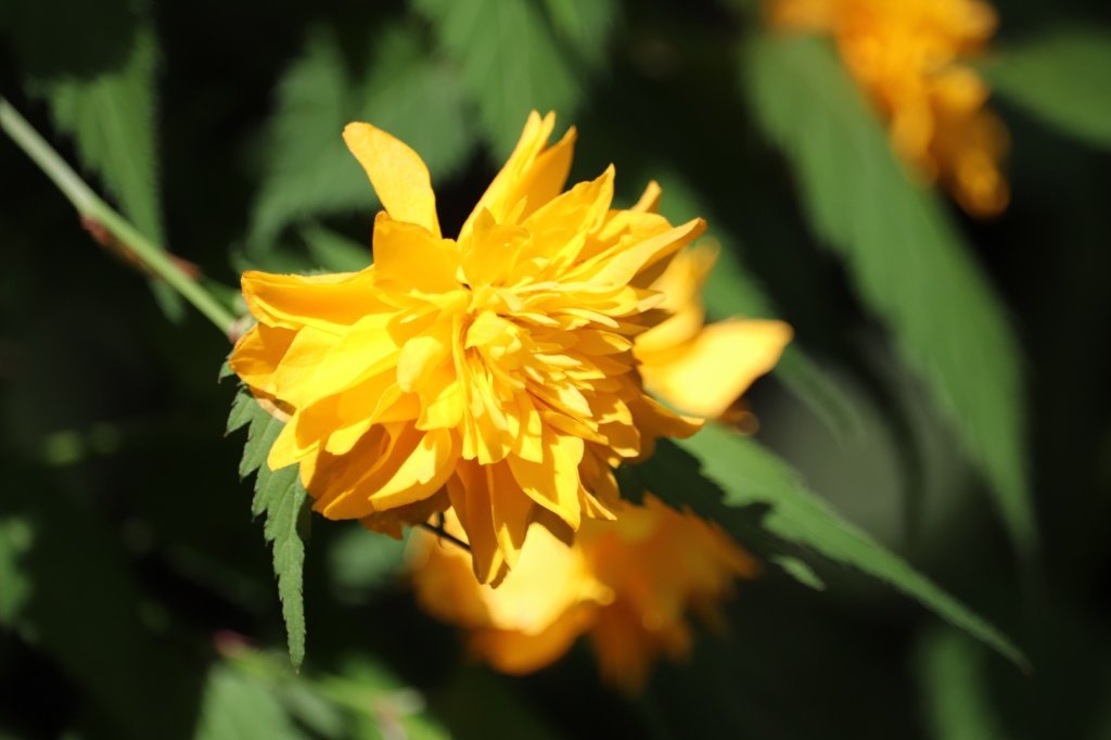 見ごろの花々(2026.4.21)