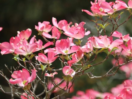 見ごろの花々(2026.4.21)