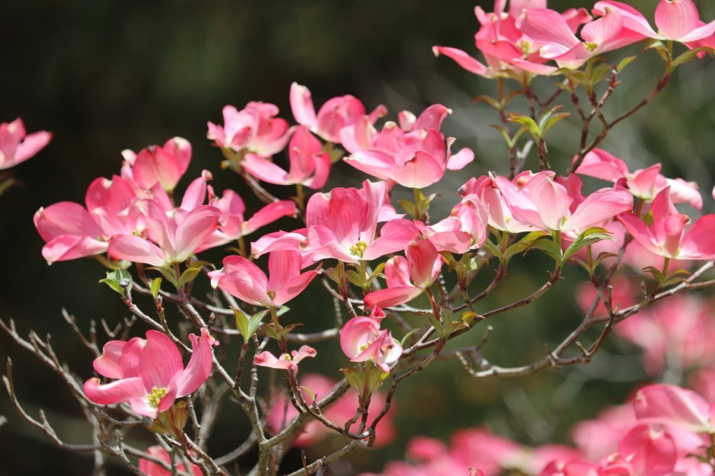 見ごろの花々(2026.4.21)