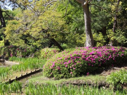 見ごろの花々(2026.4.26)