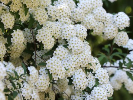 見ごろの花々(2026.4.26)