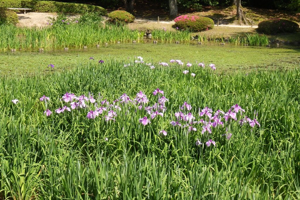 ハナショウブが咲き始めました（2026.5.19）