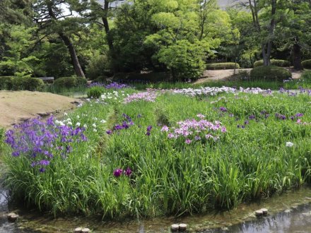 ハナショウブが見頃です