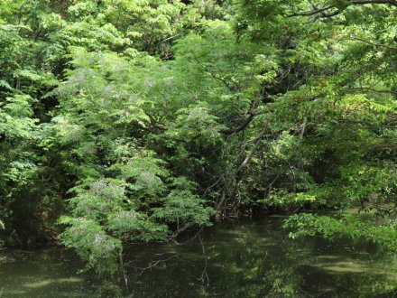ハナショウブが見頃です