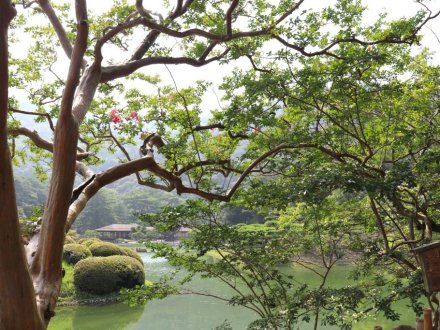 見頃の花々(R8.7.23)