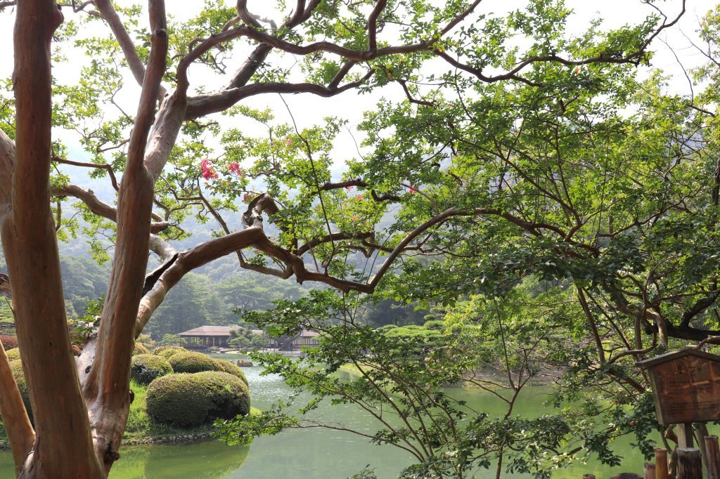 見頃の花々(R8.7.23)