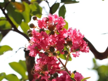 見頃の花々(R8.7.23)