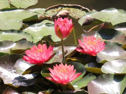 見頃の花々(R8.7.23)