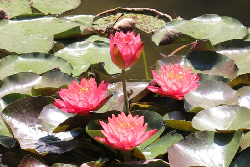 見頃の花々(R8.7.23)