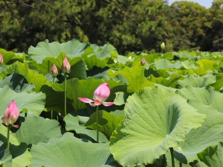 見頃の花々(R8.7.23)
