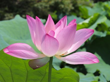 見頃の花々(R8.7.23)