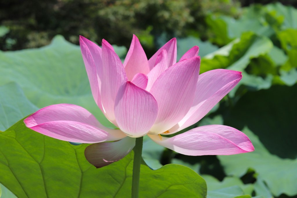 見頃の花々(R8.7.23)