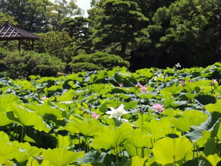 見頃の花々(R8.7.28)