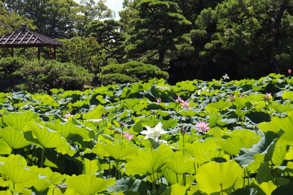 見頃の花々(R8.7.28)