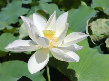 見頃の花々(R8.7.28)
