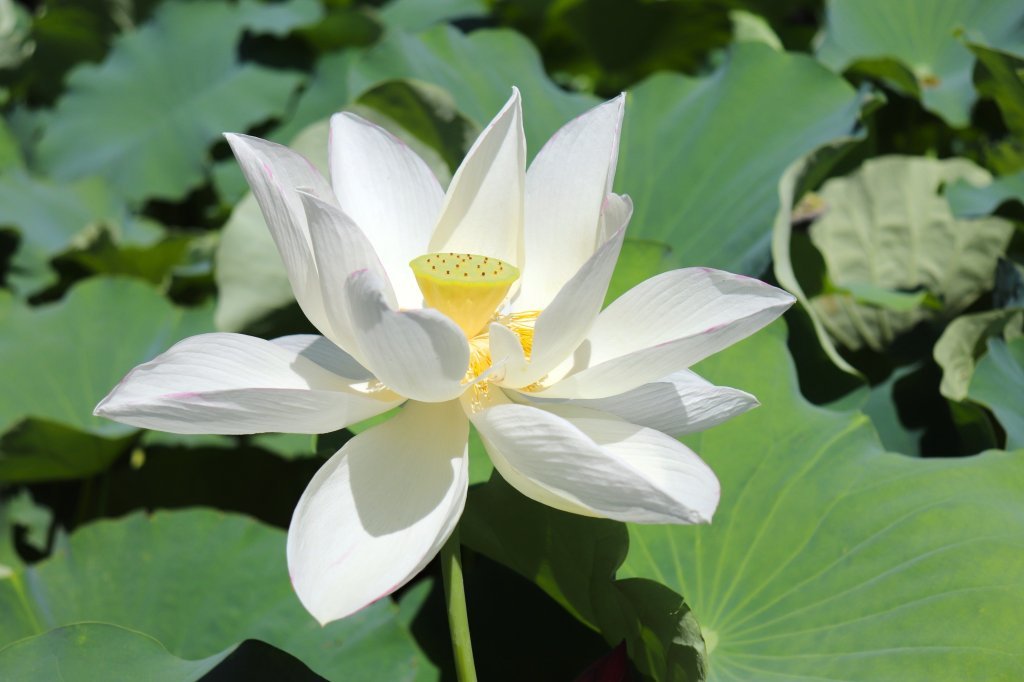 見頃の花々(R8.7.28)