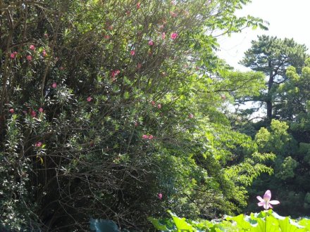 見頃の花々(R8.7.28)