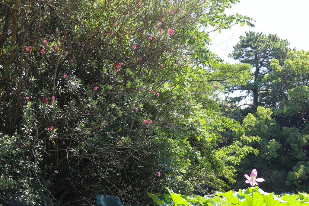 見頃の花々(R8.7.28)