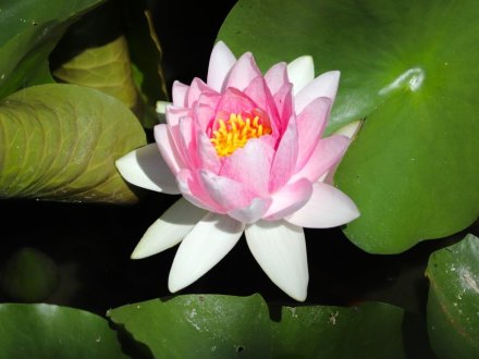 見頃の花々(R8.7.28)