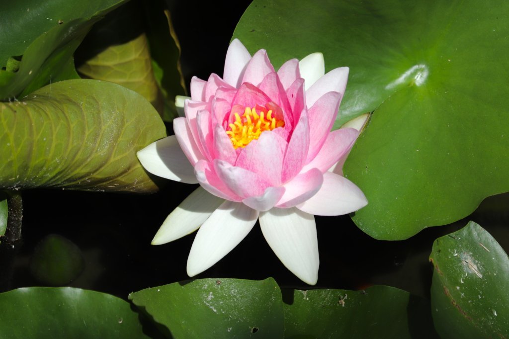 見頃の花々(R8.7.28)