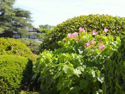 見頃の花々(R8.7.28)