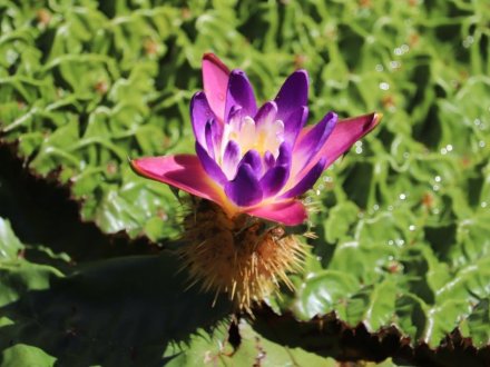 見頃の花々(R8.8.6)