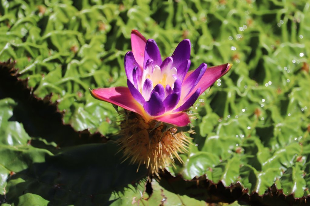 見頃の花々(R8.8.6)