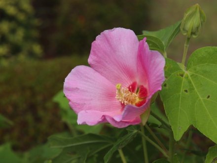 見頃の花々(R8.8.6)