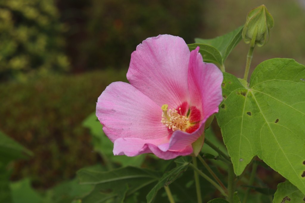 見頃の花々(R8.8.6)