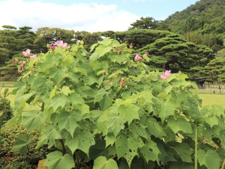 見頃の花々(R8.8.6)