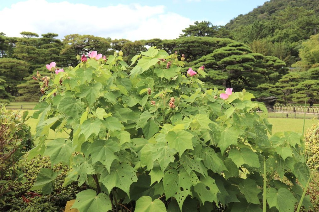 見頃の花々(R8.8.6)