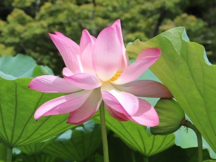 見頃の花々(R8.8.6)