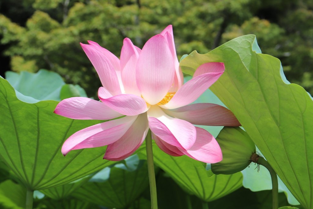 見頃の花々(R8.8.6)