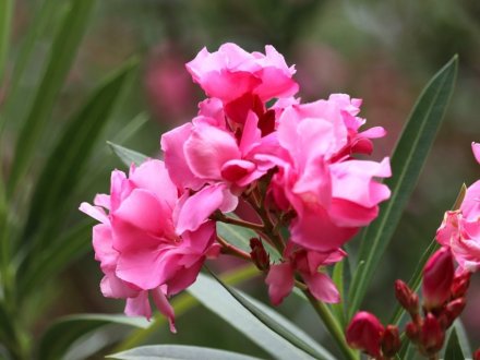 見頃の花々(R8.8.6)
