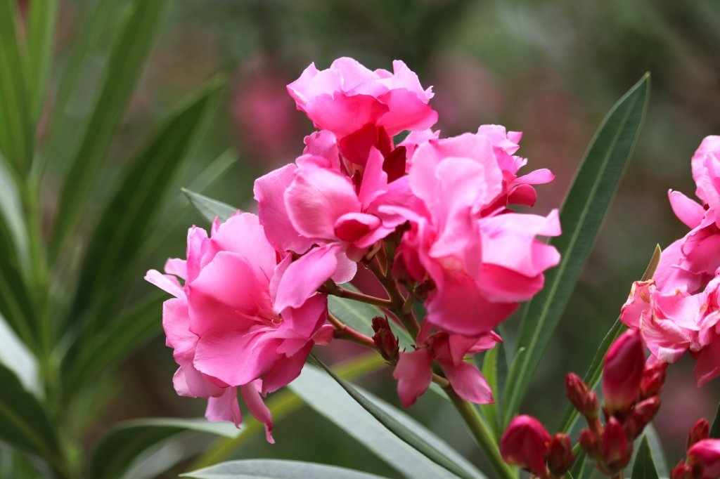 見頃の花々(R8.8.6)