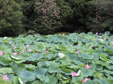 見頃の花々(R8.8.6)