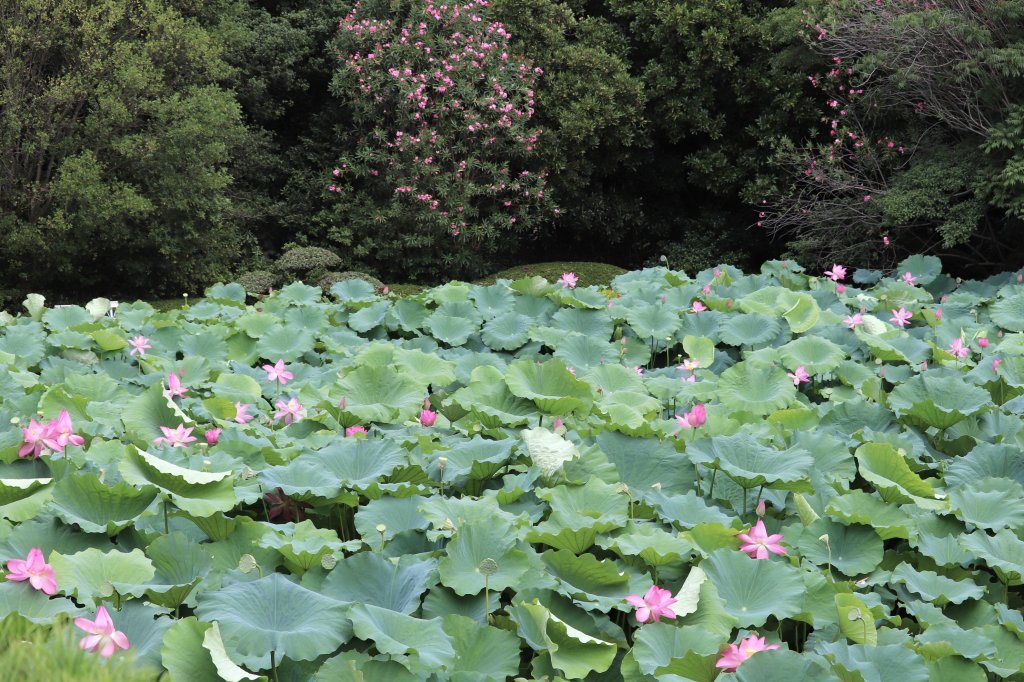 見頃の花々(R8.8.6)