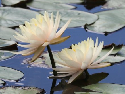 見頃の花々(R8.8.6)