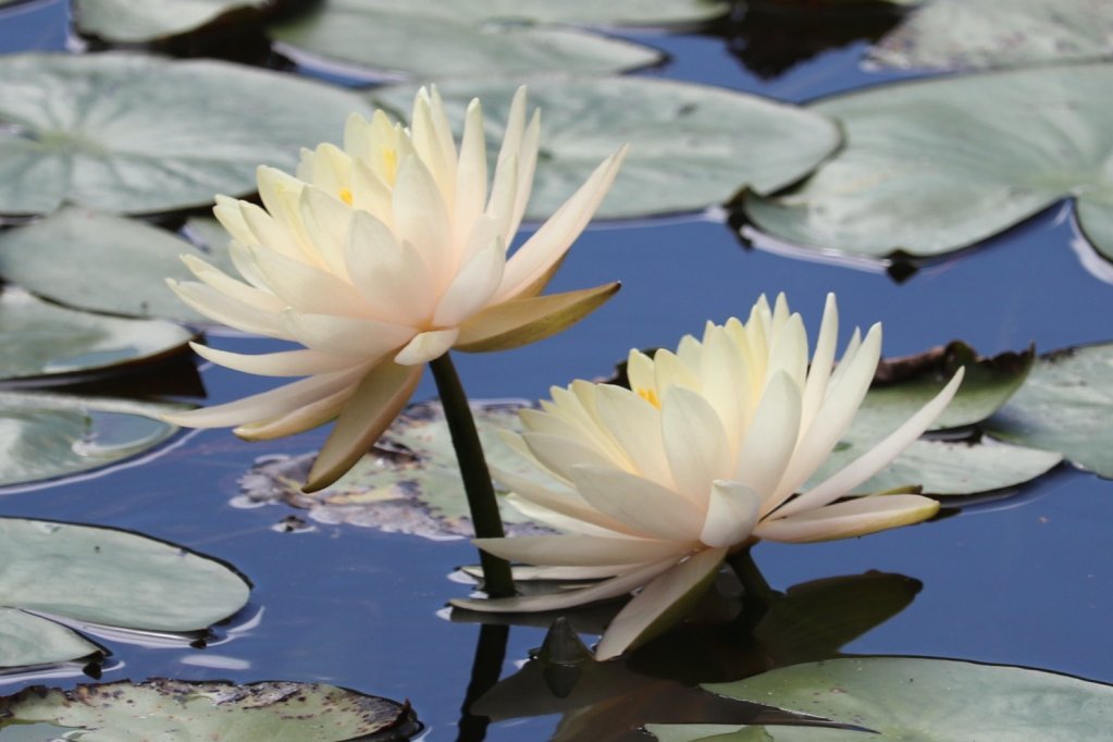 見頃の花々(R8.8.6)