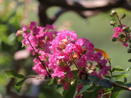 見頃の花々(R8.8.6)