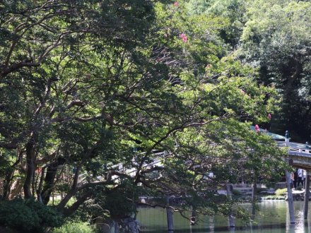 見頃の花々(R8.8.6)