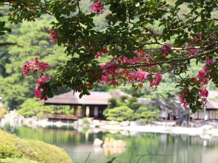 見頃の花々(R8.8.20)