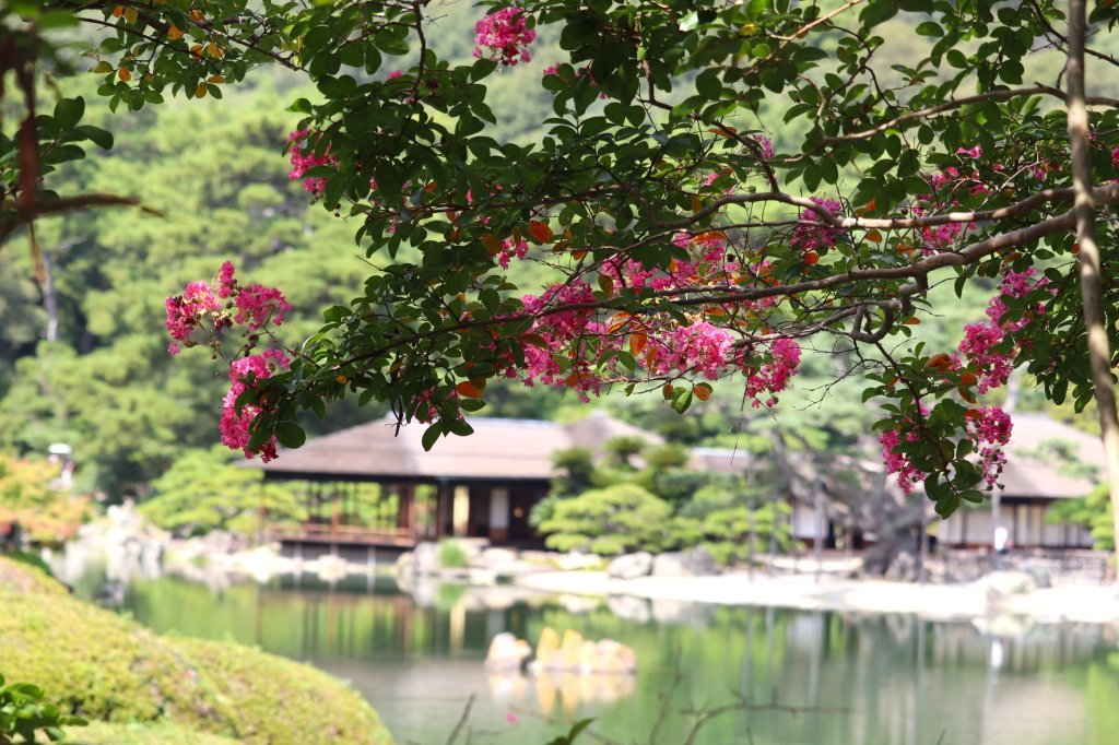 見頃の花々(R8.8.20)