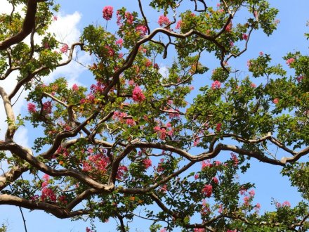 見頃の花々(R8.8.20)