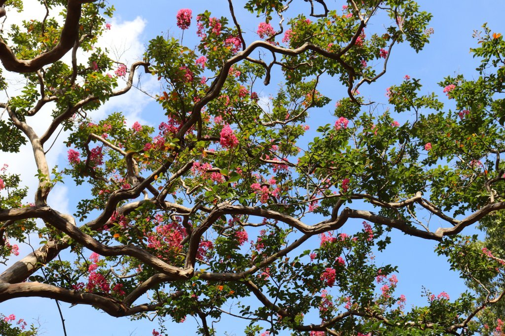 見頃の花々(R8.8.20)