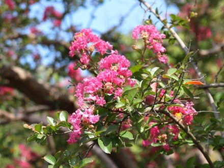 見頃の花々(R8.8.20)